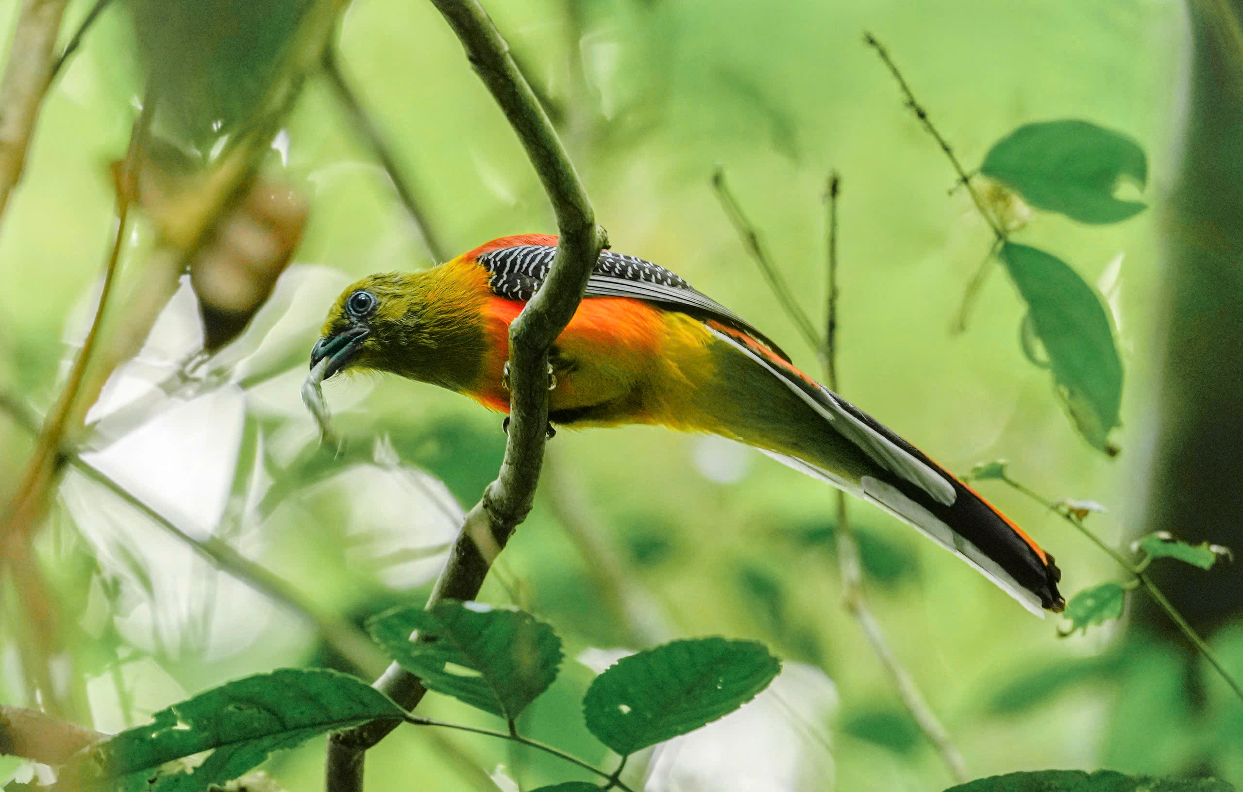 Dấu ấn “Vietnam BirdRace 2026” - 3