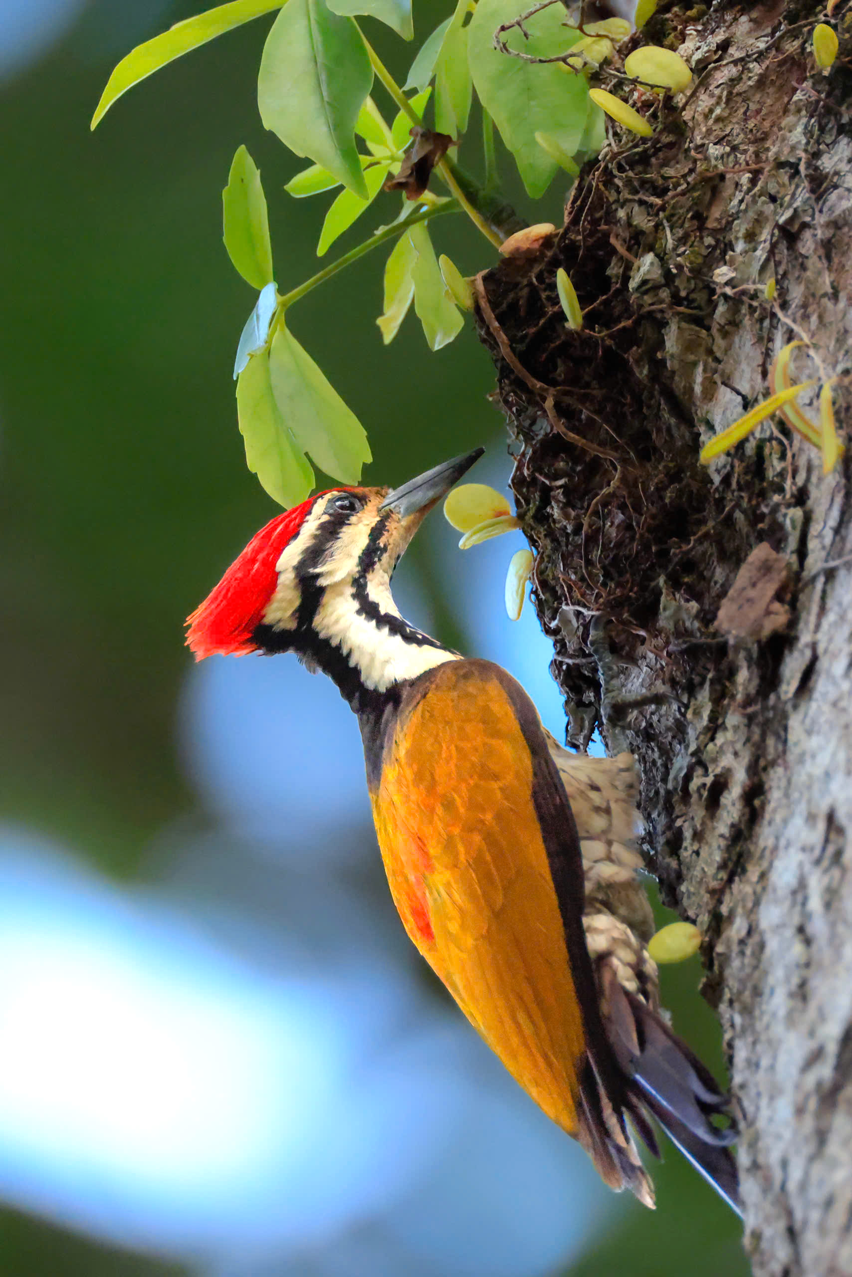 Dấu ấn “Vietnam BirdRace 2026” - 5