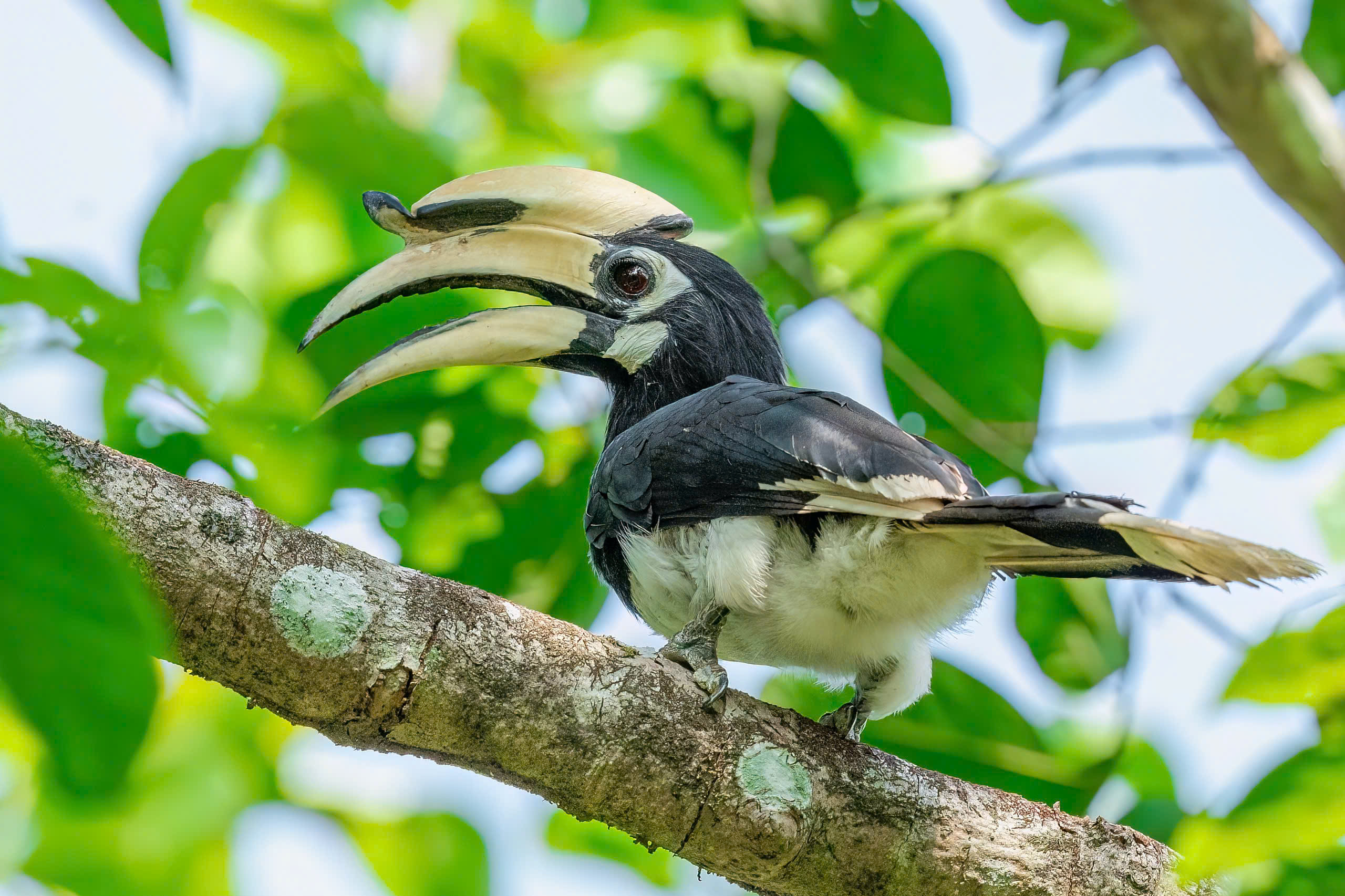 Dấu ấn “Vietnam BirdRace 2026” - 6