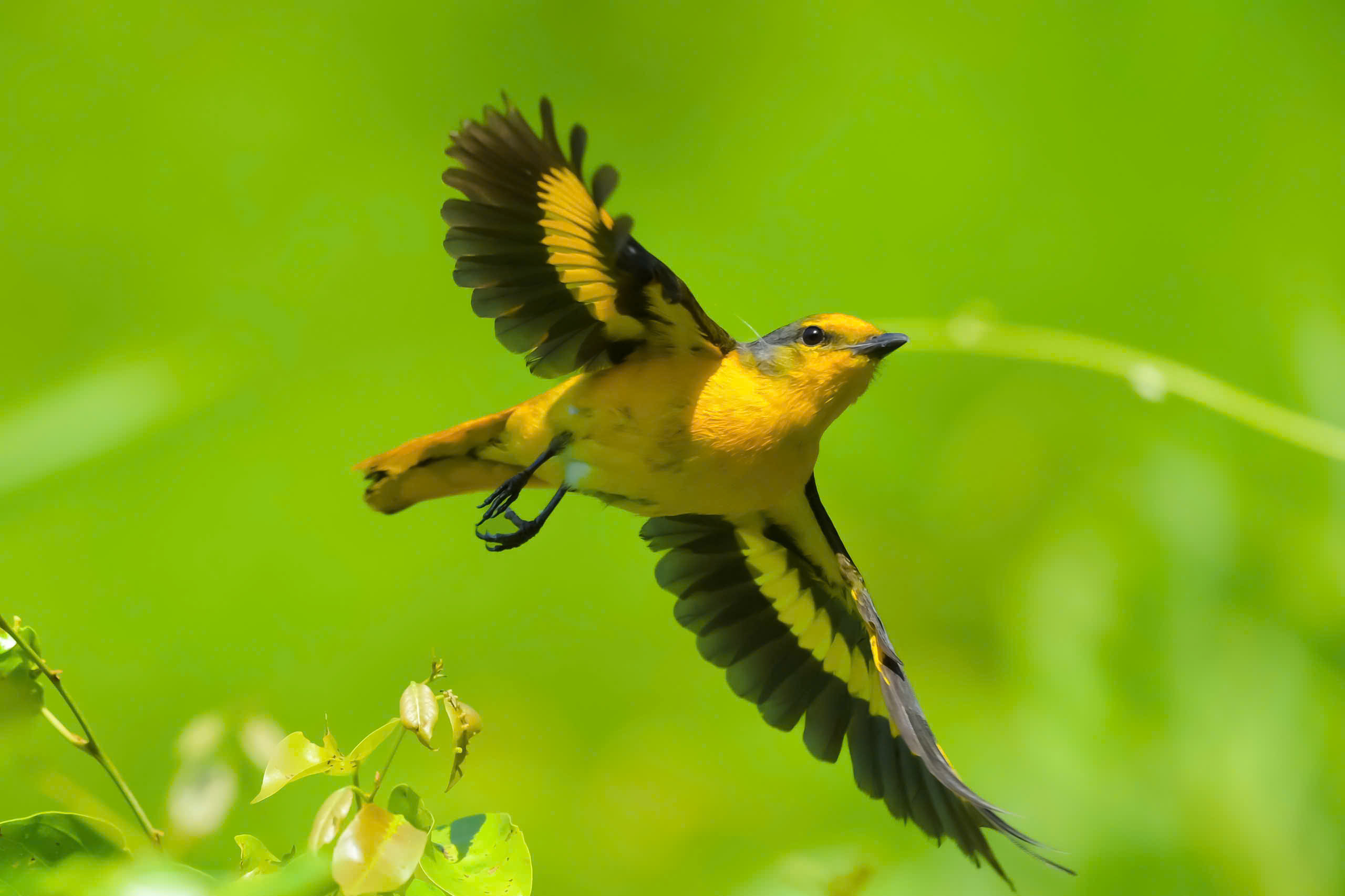Dấu ấn “Vietnam BirdRace 2026” - 4