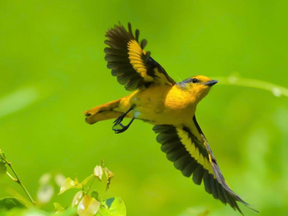  - Dấu ấn “Vietnam BirdRace 2026”