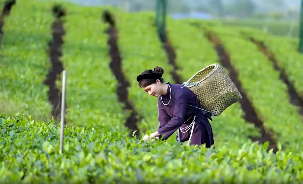 'Bản giao hưởng Hồ trên núi-Trà trong mây' mở đầu cho mùa du lịch hè Thái Nguyên - 1