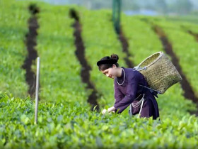  - 'Bản giao hưởng Hồ trên núi-Trà trong mây' mở đầu cho mùa du lịch hè Thái Nguyên
