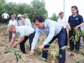  - Xã Trưởng Giang phát động “Ngày hội xuống giống Khoai lang Nhật Bản”