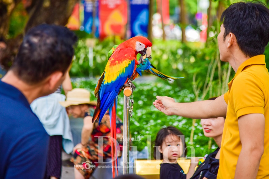 Bất ngờ bắt gặp loài chim khổng lồ sải cánh cả mét bay lượn giữa phố đông - 4