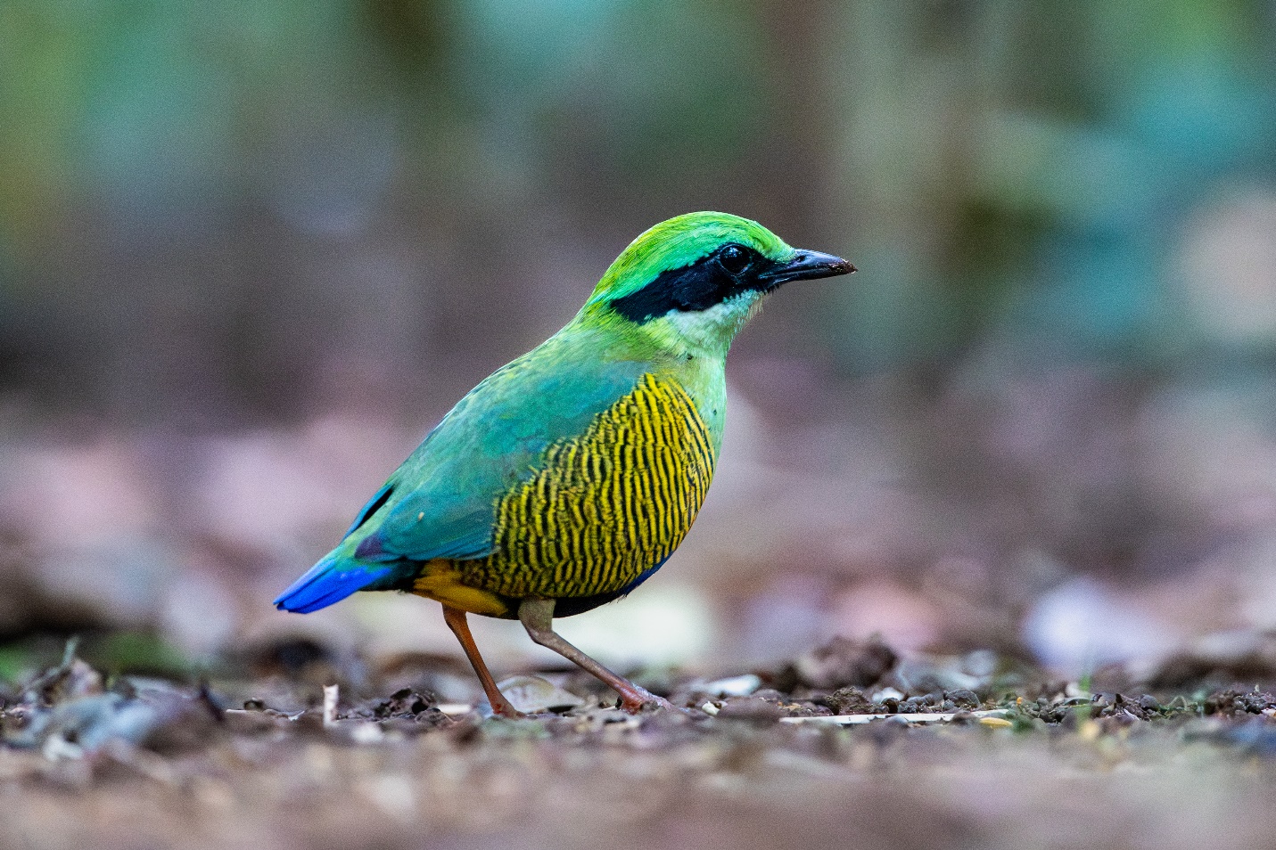 Từ nhiếp ảnh wildlife đến kinh tế bảo tồn: Lựa chọn nào cho Việt Nam? - 2