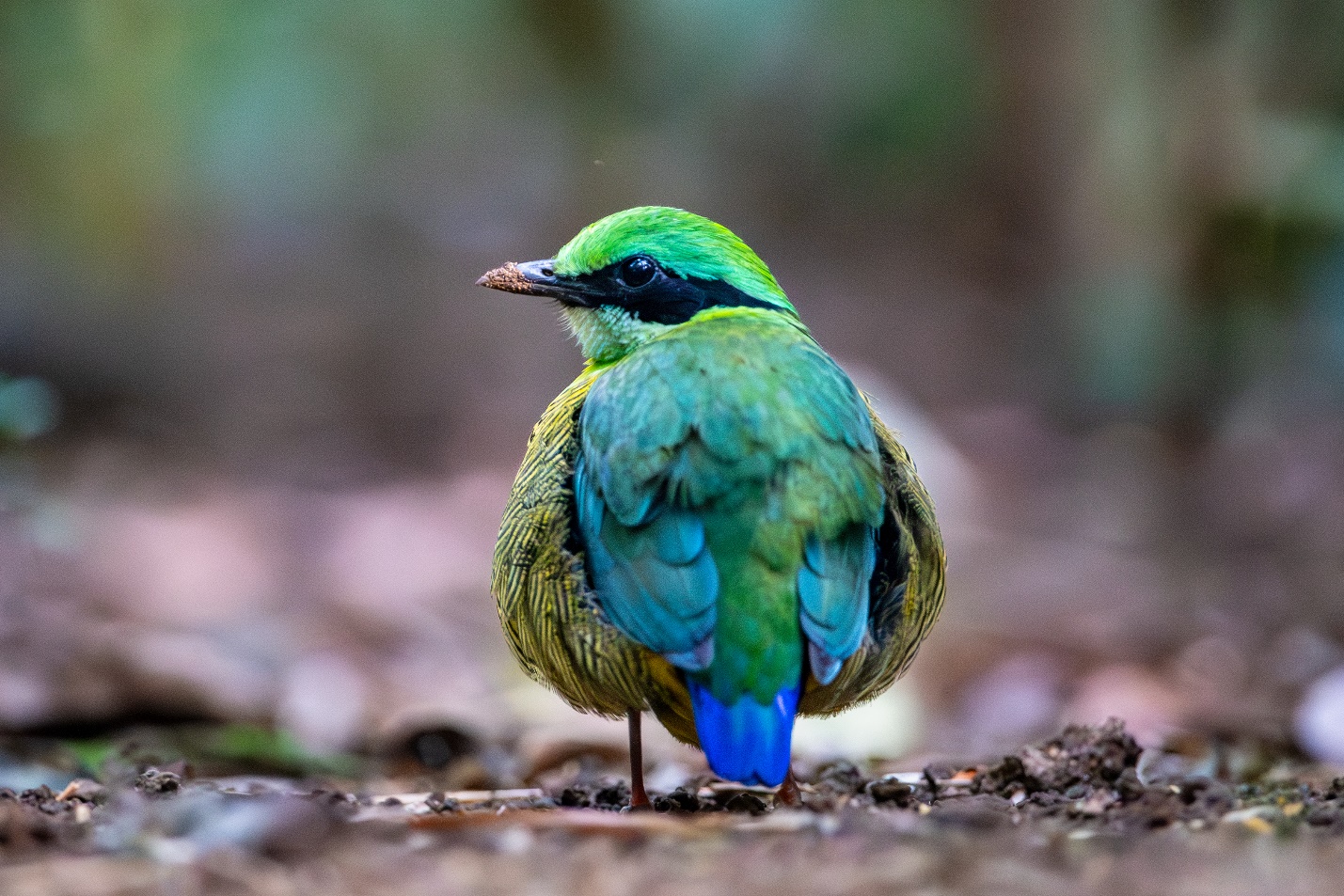 Từ nhiếp ảnh wildlife đến kinh tế bảo tồn: Lựa chọn nào cho Việt Nam? - 3
