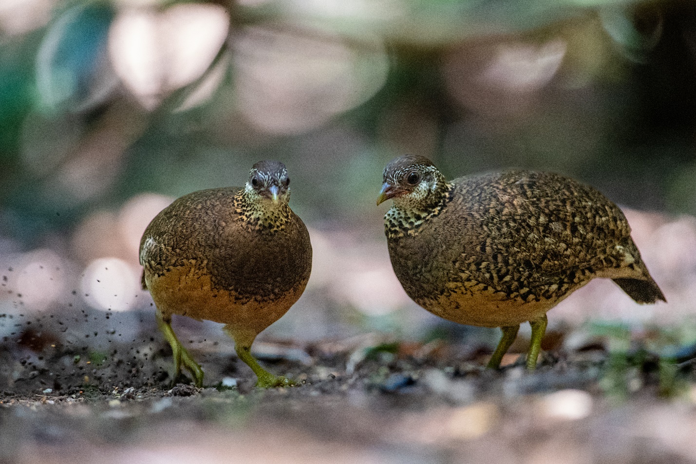 Từ nhiếp ảnh wildlife đến kinh tế bảo tồn: Lựa chọn nào cho Việt Nam? - 4