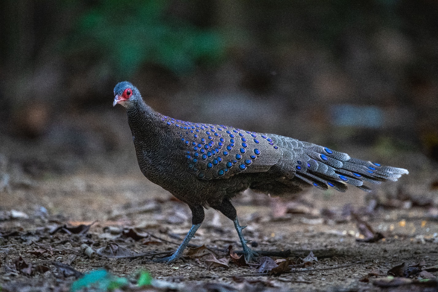 Từ nhiếp ảnh wildlife đến kinh tế bảo tồn: Lựa chọn nào cho Việt Nam? - 5