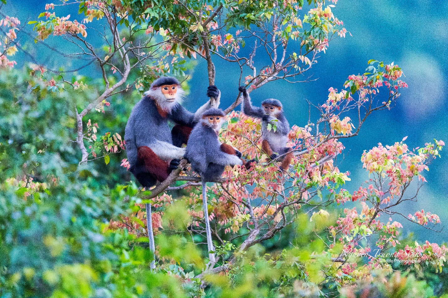 Từ nhiếp ảnh wildlife đến kinh tế bảo tồn: Lựa chọn nào cho Việt Nam? - 8