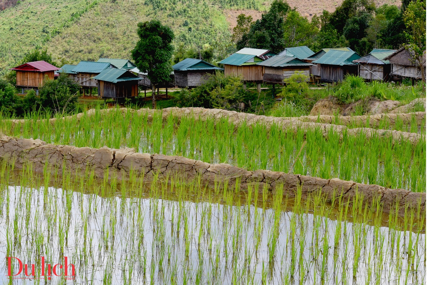 kho lua truyen thong, di san van hoa doc dao giua dai ngan ngoc linh - 10
