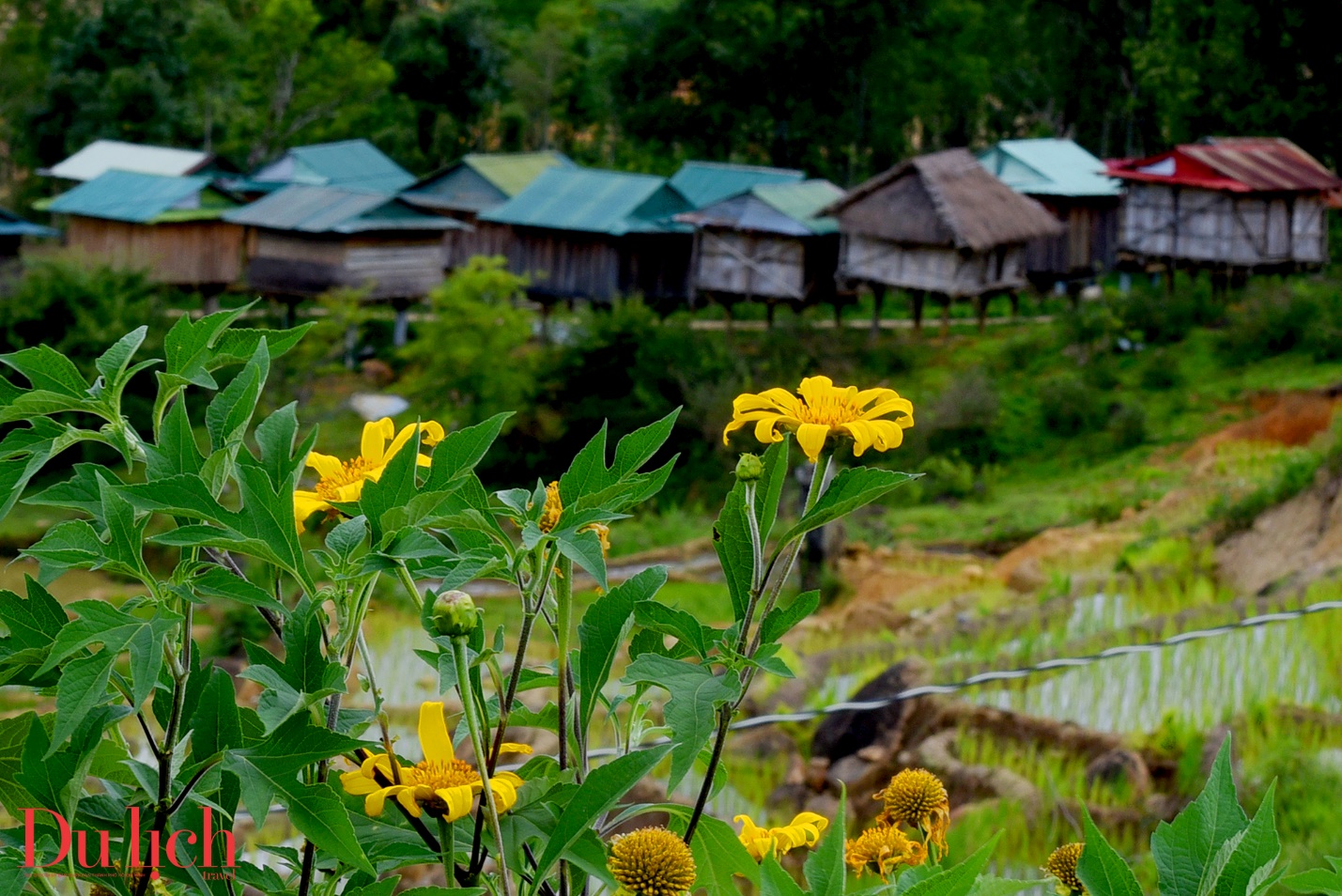 kho lua truyen thong, di san van hoa doc dao giua dai ngan ngoc linh - 4
