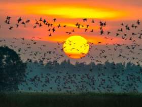  - Từ nhiếp ảnh wildlife đến kinh tế bảo tồn: Lựa chọn nào cho Việt Nam?