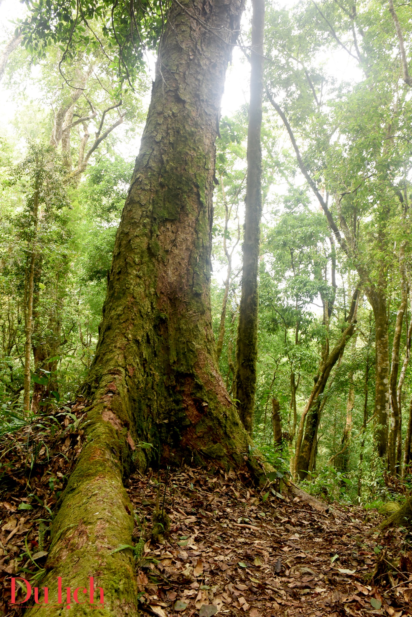 di tich cach mang dac biet giua ‘thu phu sam ngoc linh” mang ri - 13