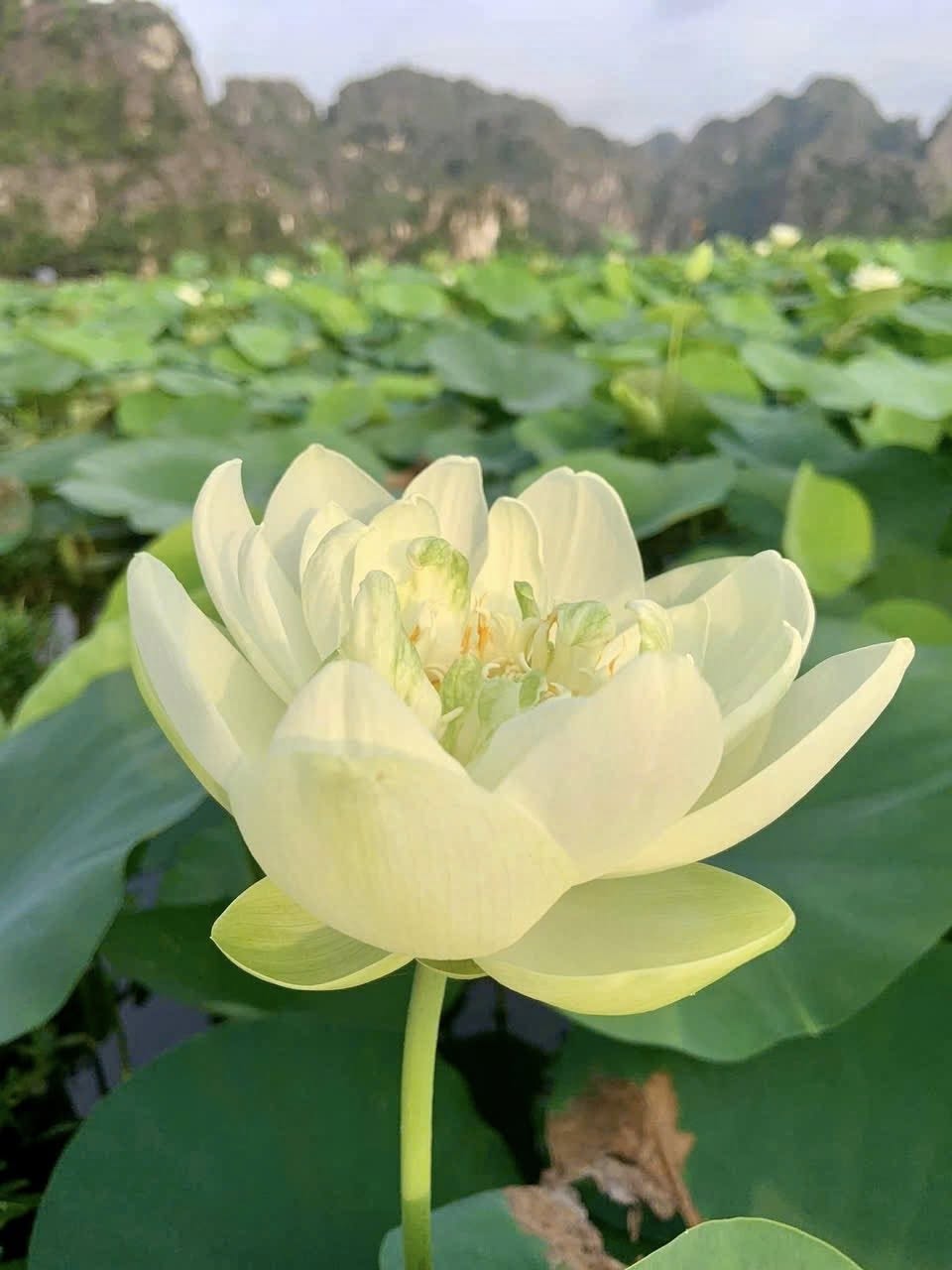 Đầm sen khổng lồ dưới chân núi Ngọa Long vào mùa đẹp nhất - 3