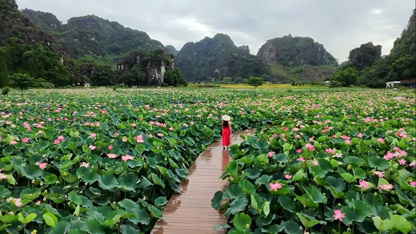 Đầm sen khổng lồ dưới chân núi Ngọa Long vào mùa đẹp nhất - 2