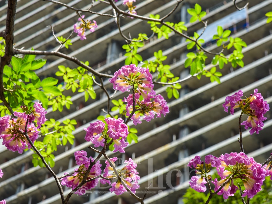 Kèn hồng bất ngờ bung nở rực rỡ trên nhiều tuyến đường ở TP.HCM - 10