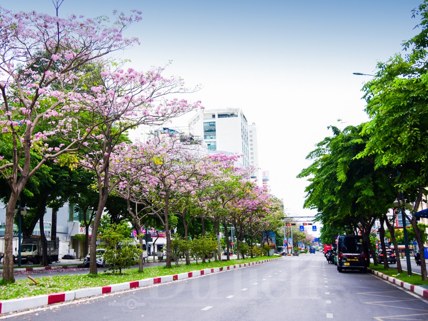Kèn hồng bất ngờ bung nở rực rỡ trên nhiều tuyến đường ở TP.HCM - 12