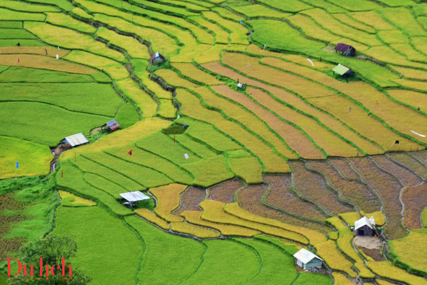 mùa lúa chín, thung lung kontu rang 'mạc' ao vang ong anh, me hoac du khách - 8