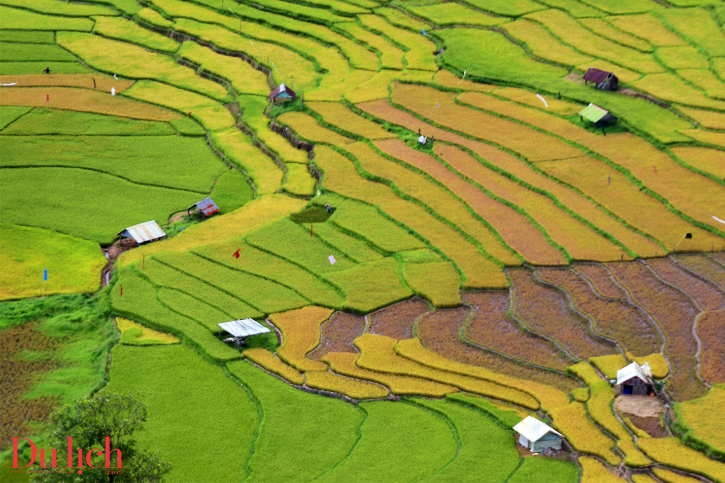 mùa lúa chín, thung lung kontu rang 'mạc' ao vang ong anh, me hoac du khách - 5