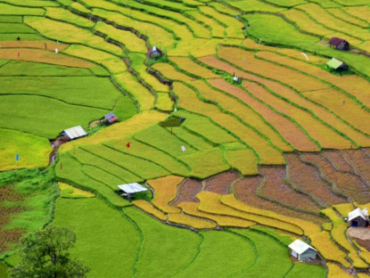  - Mùa lúa chín, Thung lũng KonTu Rằng 'mặc' áo vàng óng ánh, mê hoặc du khách