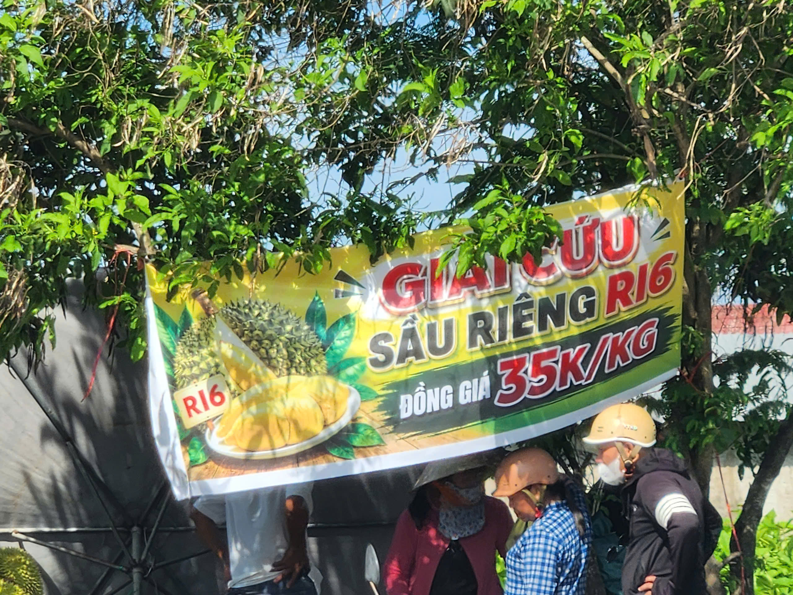 Sầu riêng RI6 ở miền Tây chỉ còn 30.000 – 35.000 đồng/kg - 1