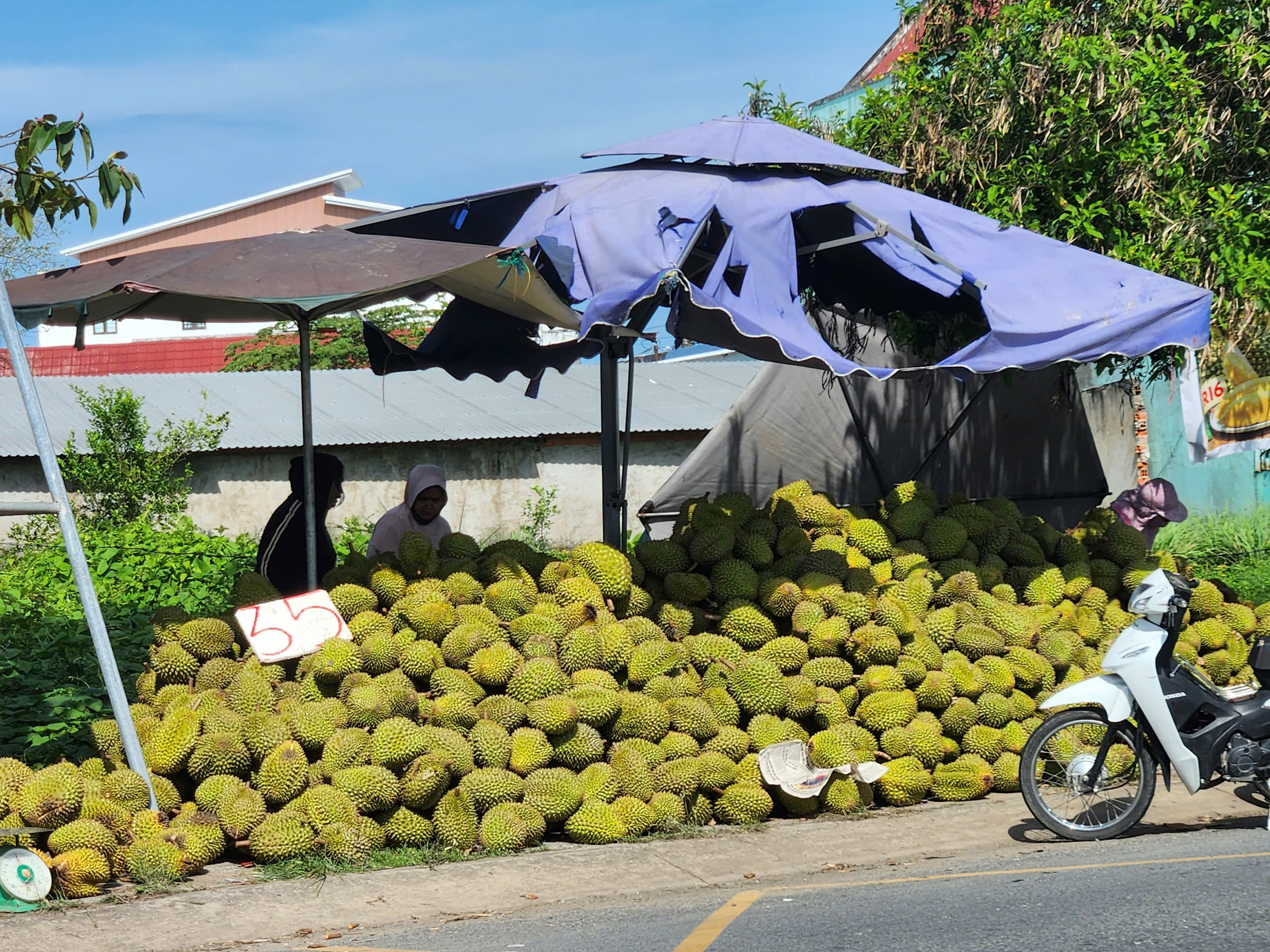Sầu riêng RI6 ở miền Tây chỉ còn 30.000 – 35.000 đồng/kg - 2