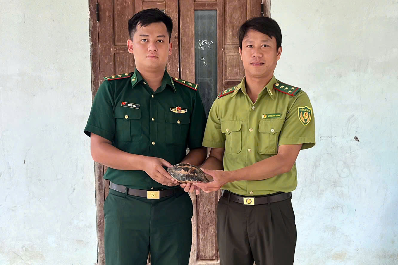 Tiến nhận cá thể Rùa hộp trán vàng - 1
