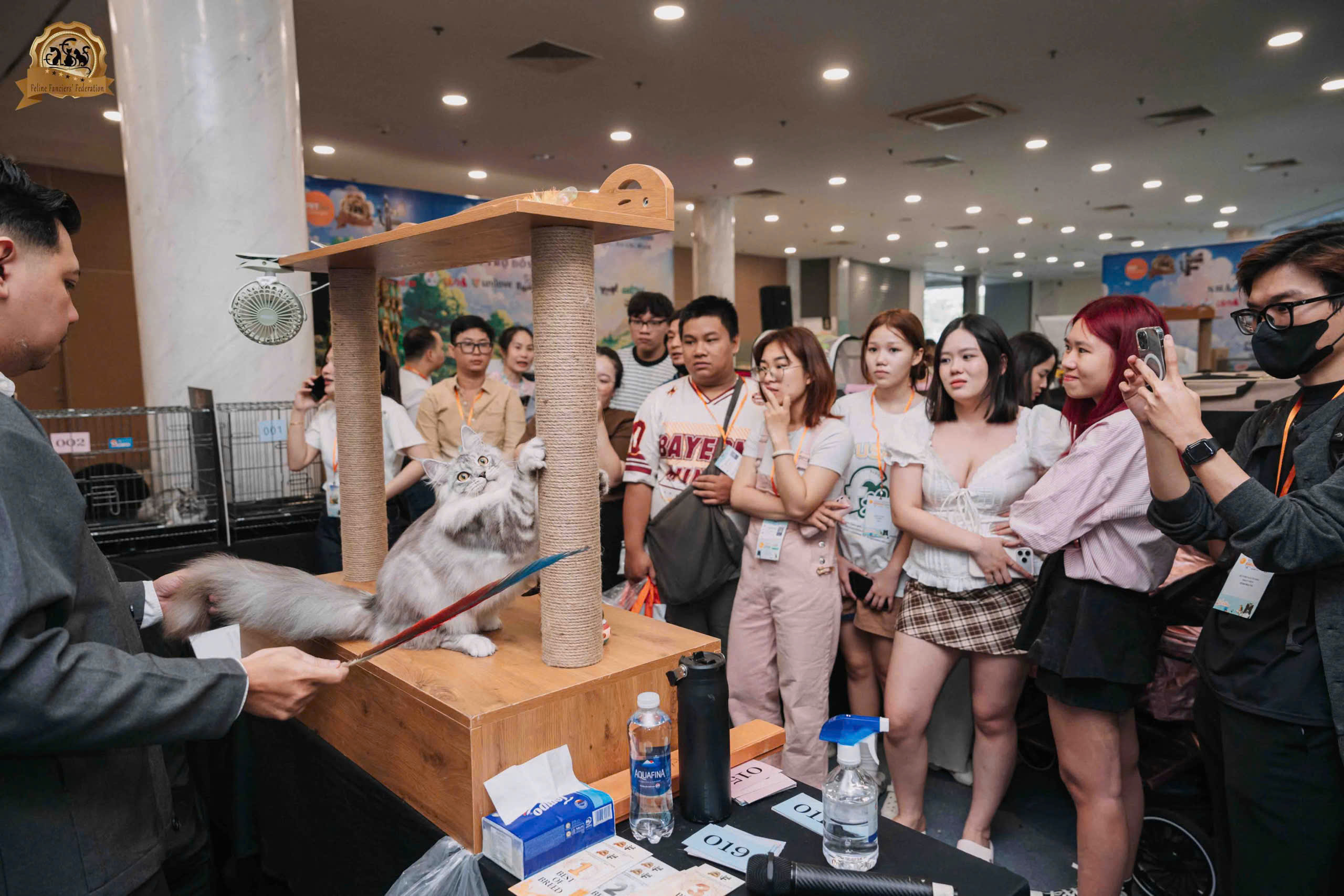 Hai giống mèo hiếm giành ngôi vị cao nhất tại cuộc thi Hoa hậu Mèo FFF Show 2026 - 8