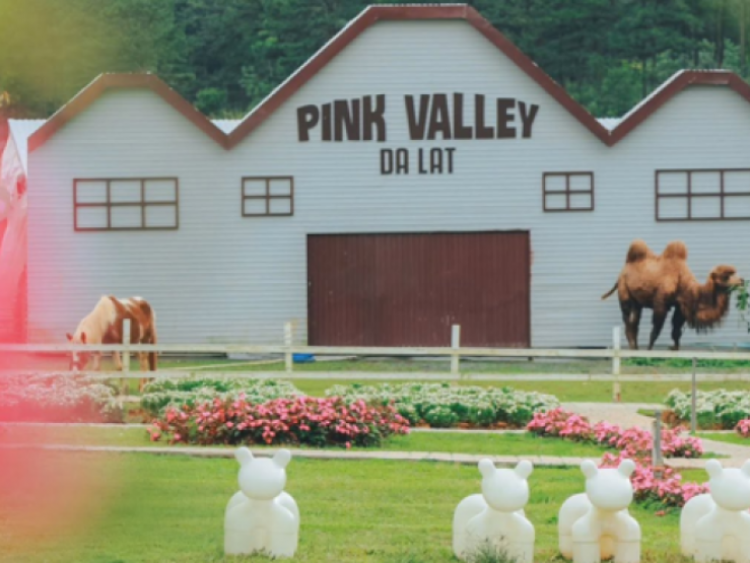 Pink Valley Đà Lạt có gì mà du khách liên tục rủ nhau đến trải nghiệm?