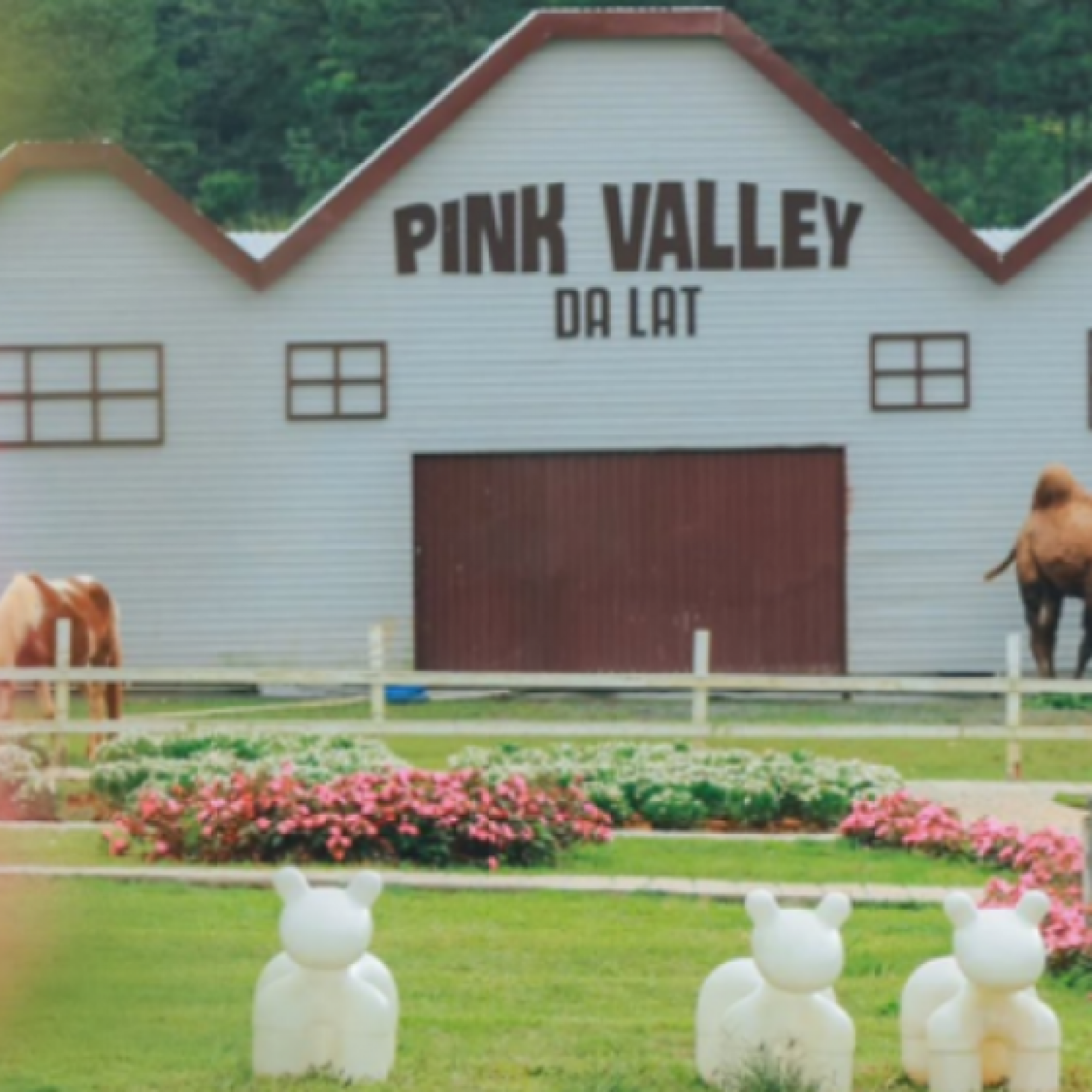  - Pink Valley Đà Lạt có gì mà du khách liên tục rủ nhau đến trải nghiệm?