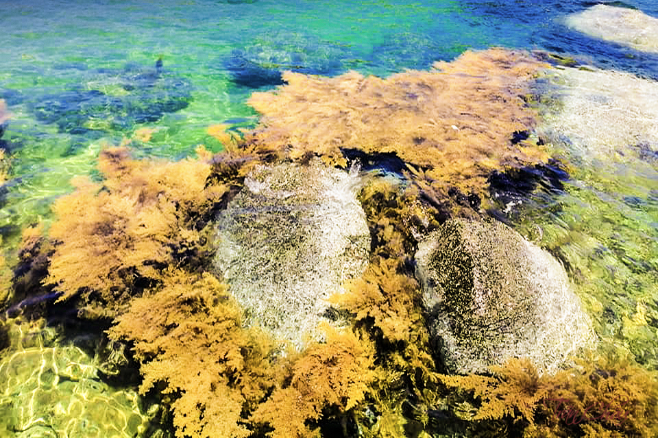 Đẹp hút hồn mùa biển rong rêu - 3