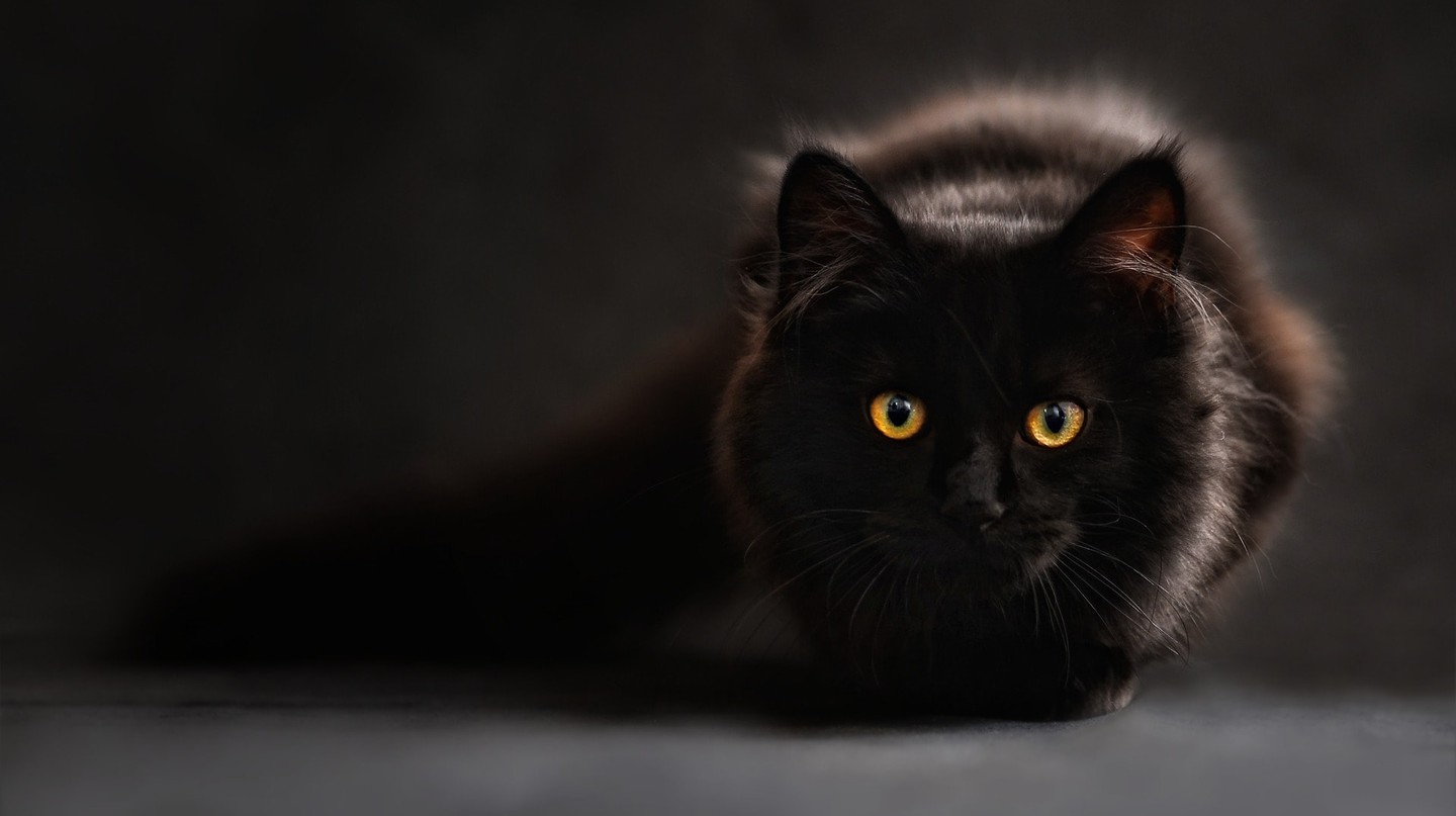 Người Italia: Tránh mèo đen... chẳng xấu mặt nào - 2