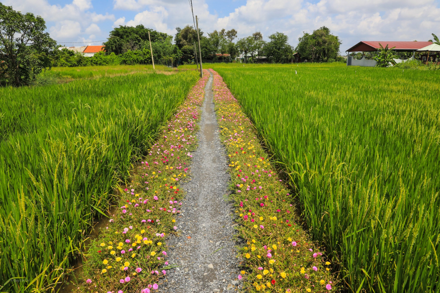 Con đường hoa mười giờ ở vùng ngoại ô Sài Gòn - 3