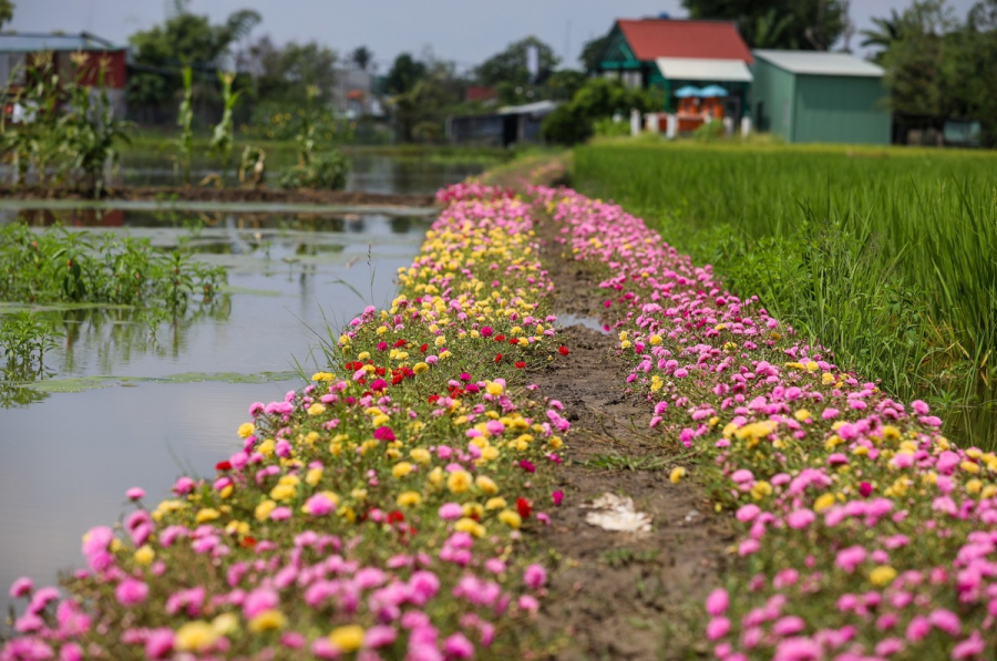 Con đường hoa mười giờ ở vùng ngoại ô Sài Gòn - 4