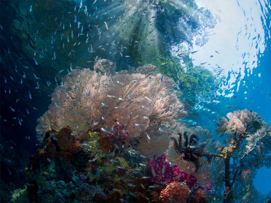 Vẻ đẹp dưới đáy đại dương chưa bao giờ khiến chúng ta hết kinh ngạc - 13