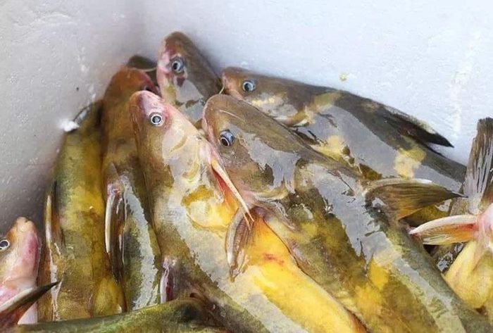 Của hiếm sông Đà: Loài cá vàng óng, muốn ăn phải đặt trước nửa năm - 1