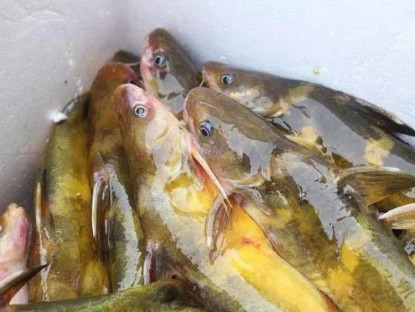 Ăn gì - Của hiếm sông Đà: Loài cá vàng óng, muốn ăn phải đặt trước nửa năm