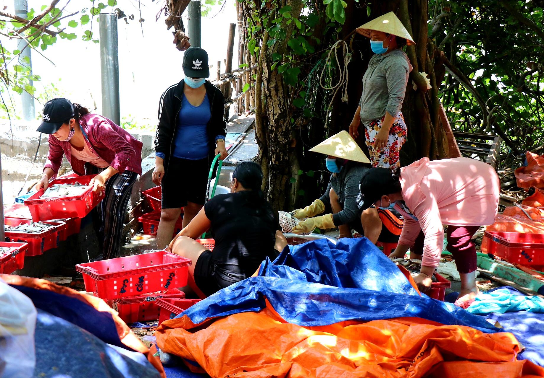 Người dân miền biển Thừa Thiên Huế làm xuyên trưa, chế biến hàng tấn cá gửi vào TP.HCM - 11