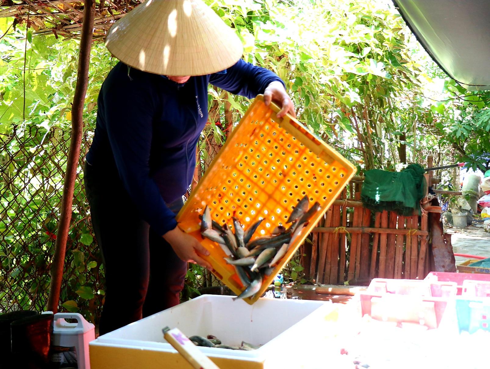 Người dân miền biển Thừa Thiên Huế làm xuyên trưa, chế biến hàng tấn cá gửi vào TP.HCM - 8