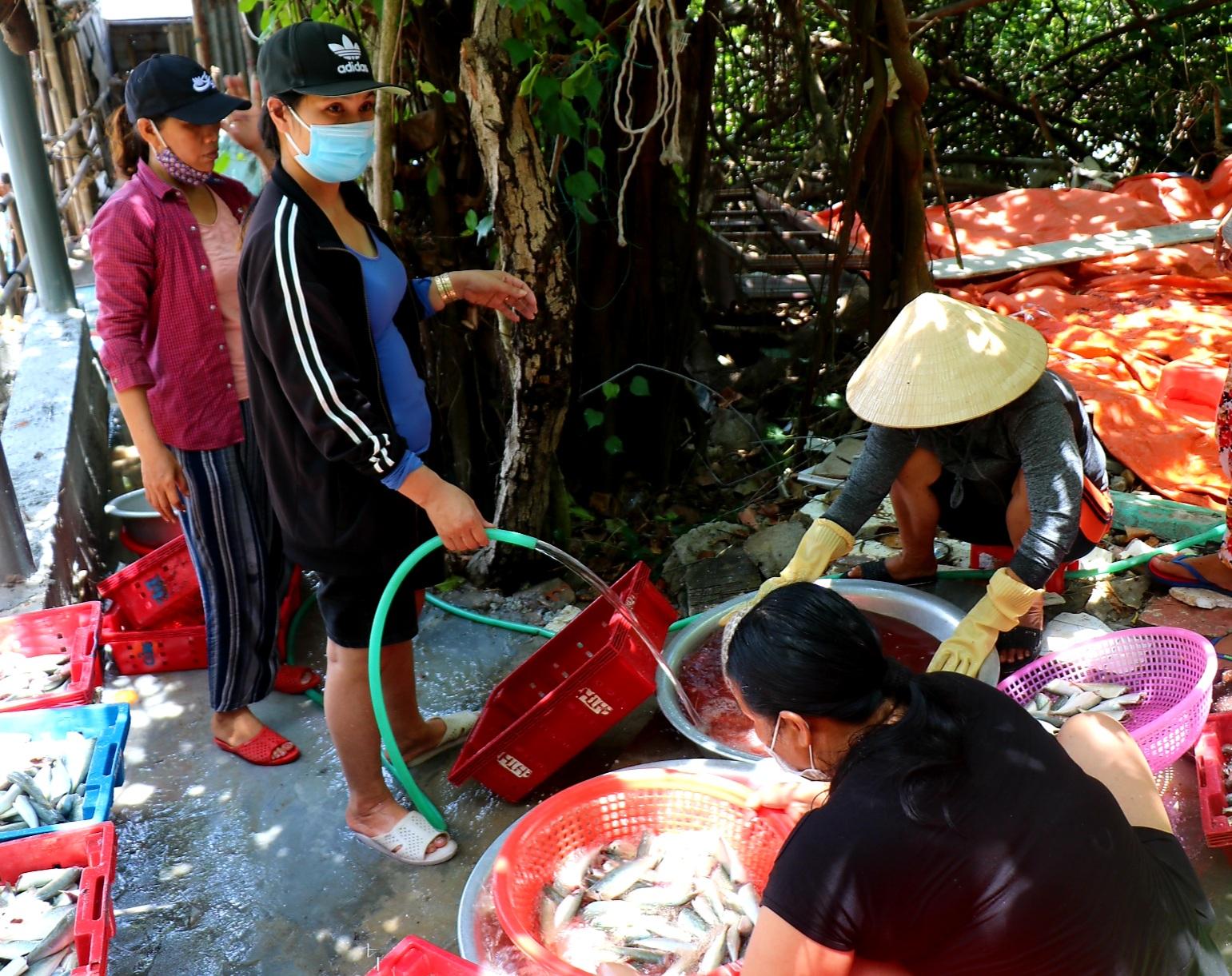 Người dân miền biển Thừa Thiên Huế làm xuyên trưa, chế biến hàng tấn cá gửi vào TP.HCM - 4