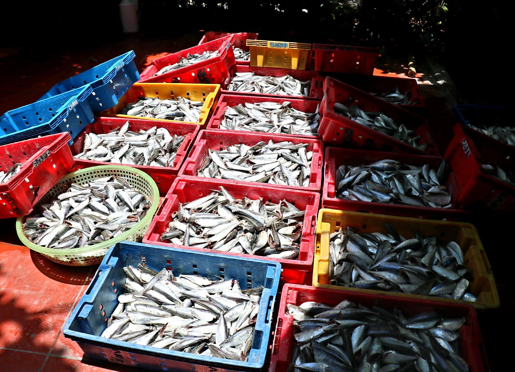Người dân miền biển Thừa Thiên Huế làm xuyên trưa, chế biến hàng tấn cá gửi vào TP.HCM - 12