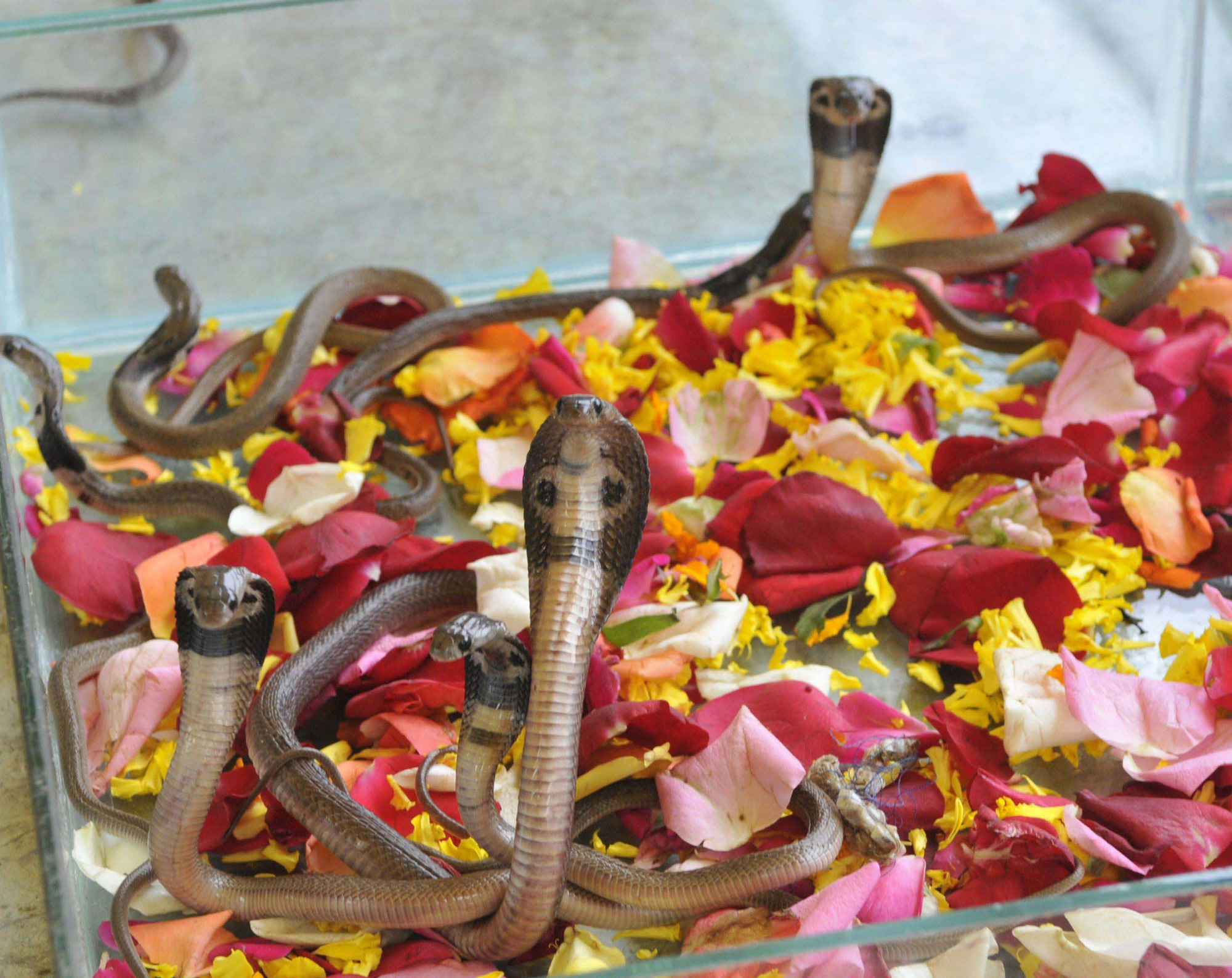 Ấn Độ: Du khách sởn da gà với lễ hội tôn thờ rắn - 3