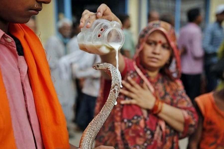 Ấn Độ: Du khách sởn da gà với lễ hội tôn thờ rắn - 1