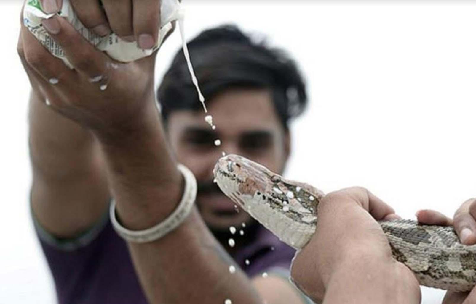 Ấn Độ: Du khách sởn da gà với lễ hội tôn thờ rắn - 5