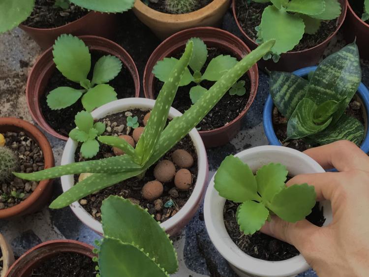 Sài Gòn trồng cây, hẹn gặp nhau khi hoa nở
