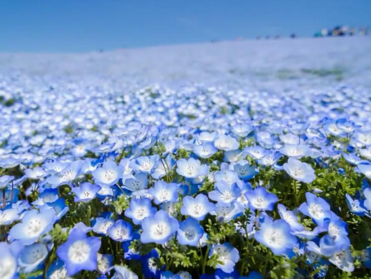Cánh đồng hoa xanh Hitashi - Điểm du lịch “thần tiên“ ở Nhật Bản