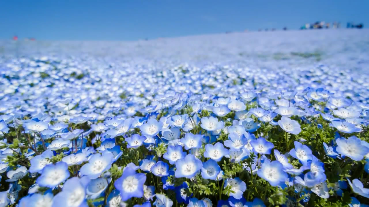 Cánh đồng hoa xanh Hitashi - Điểm du lịch "thần tiên" ở Nhật Bản - 1