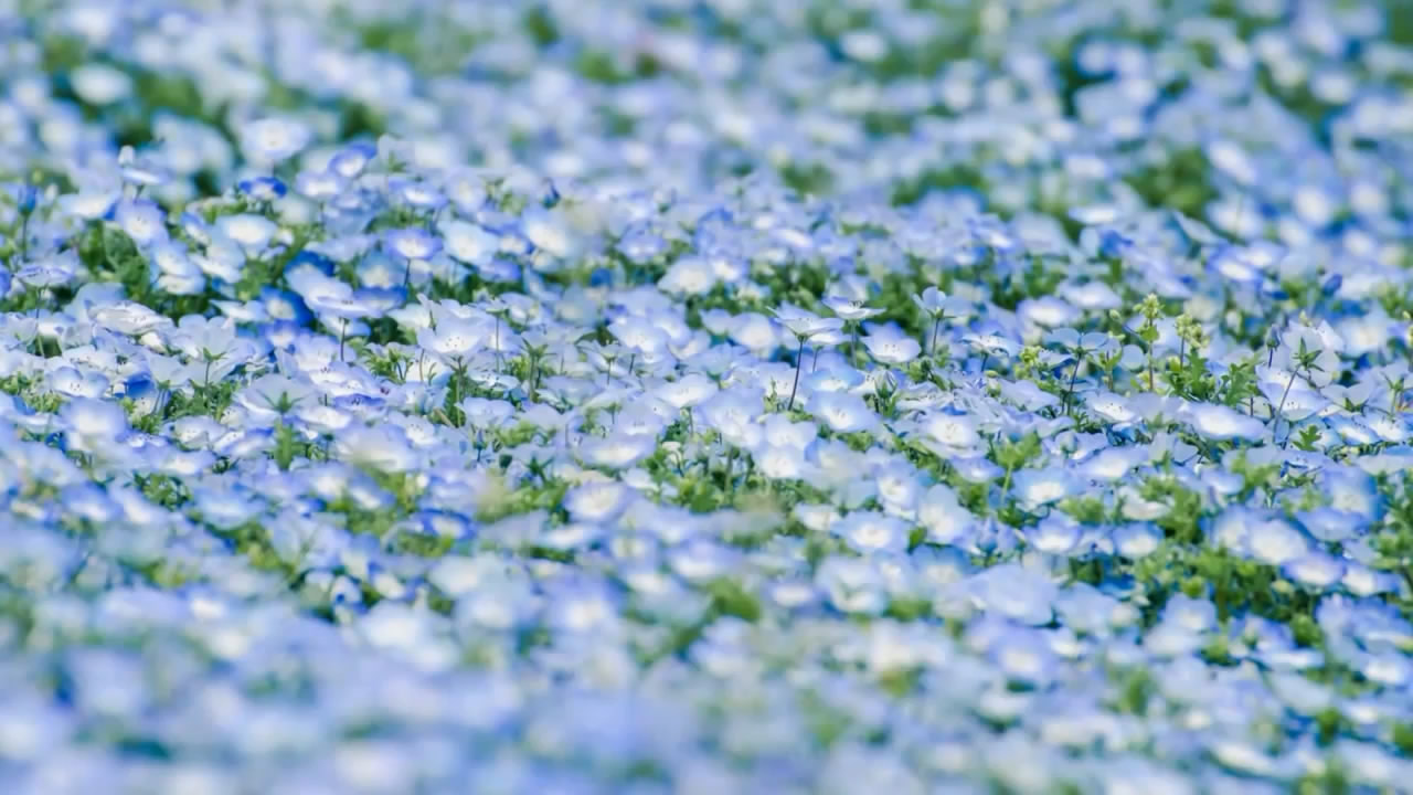 Cánh đồng hoa xanh Hitashi - Điểm du lịch "thần tiên" ở Nhật Bản - 3