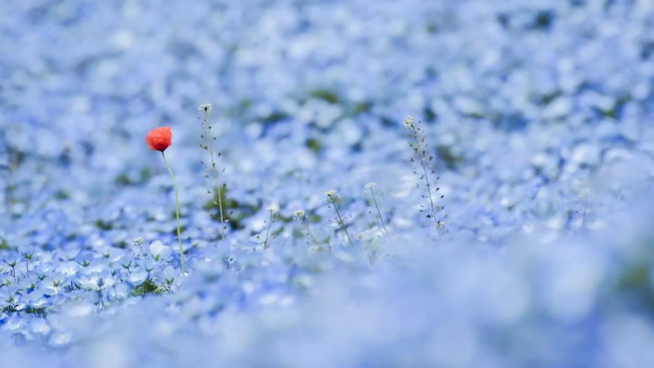 Cánh đồng hoa xanh Hitashi - Điểm du lịch "thần tiên" ở Nhật Bản - 4